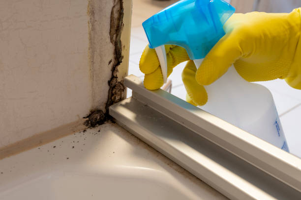 Best Office Mold Removal Services  in Lake Pocotopaug, CT