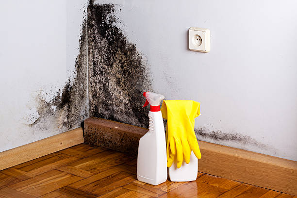 Best Fast Mold Removal  in Lake Pocotopaug, CT