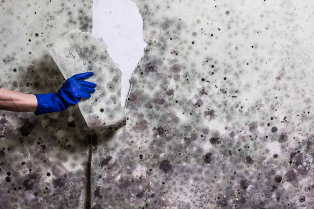 Best Mold Damage Repair  in Lake Pocotopaug, CT