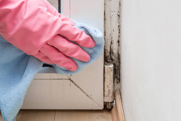 Best Residential Mold Removal  in Lake Pocotopaug, CT