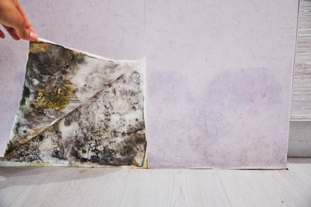 Best Emergency Mold Removal  in Lake Pocotopaug, CT